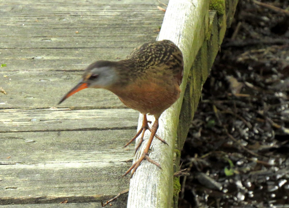 Virginia Rail - ML489918471