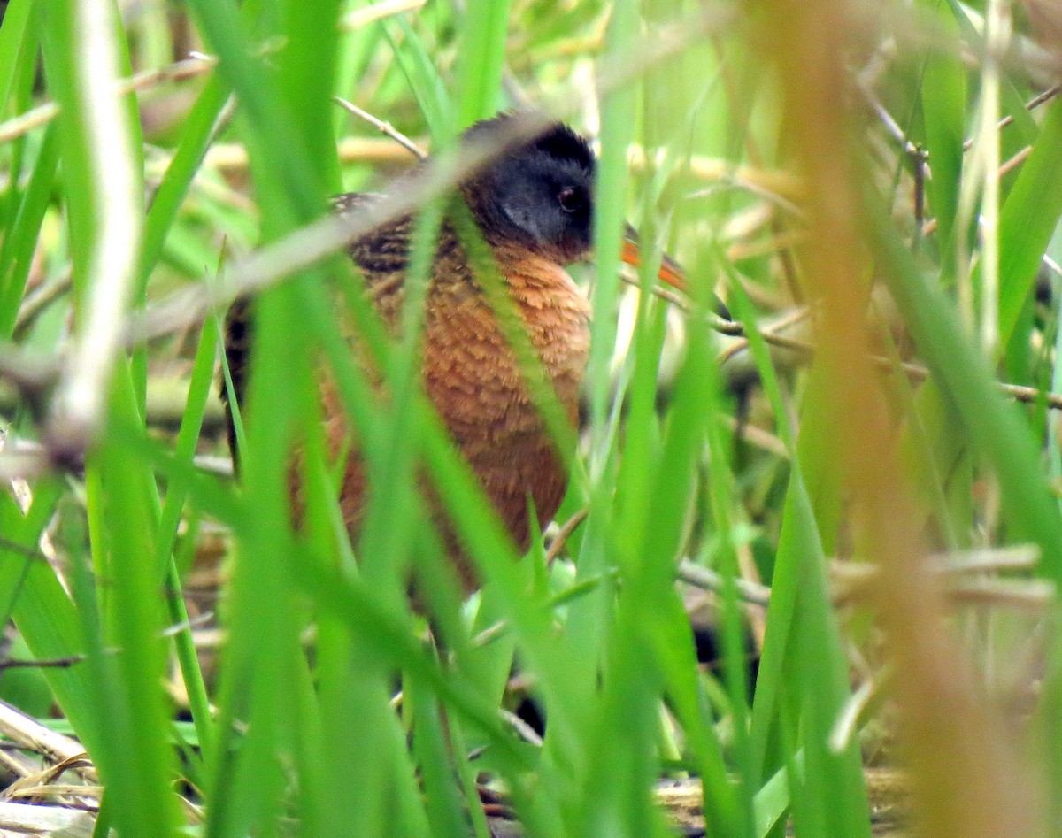 Virginia Rail - ML489918491