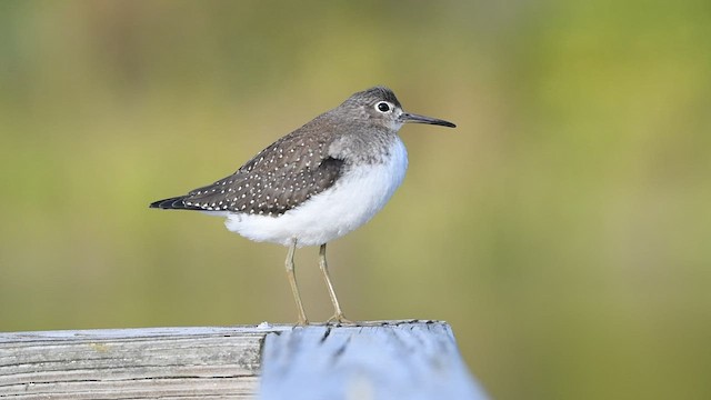 Solitary Sandpiper - ML489920961