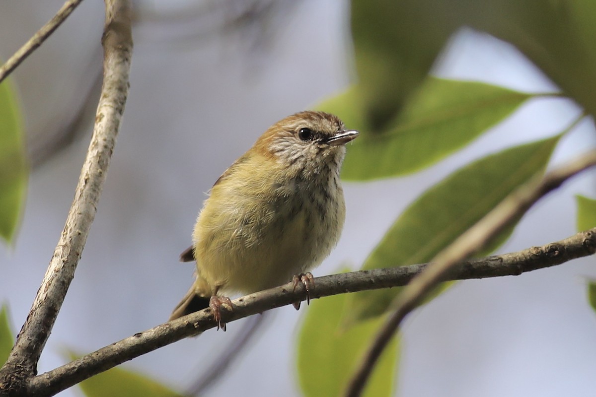 Striated Thornbill - ML489921581