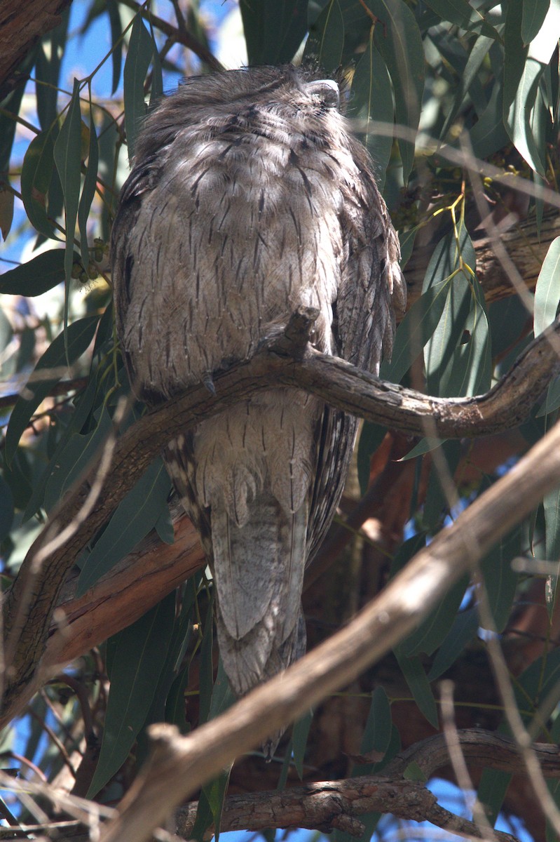 Tawny Frogmouth - ML489922001