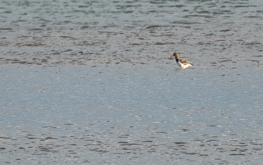 Pied Oystercatcher - ML489922401