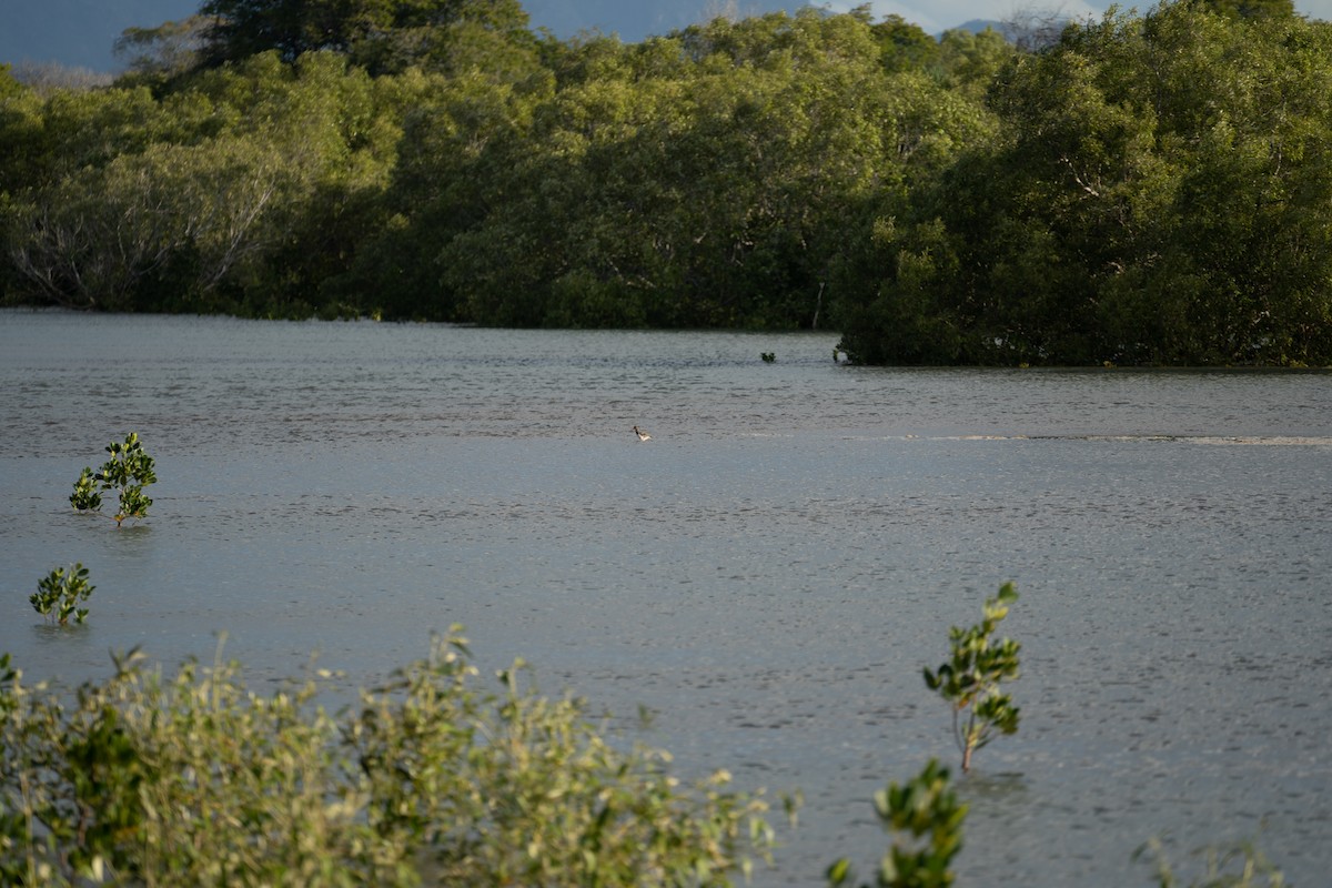 Pied Oystercatcher - ML489922411