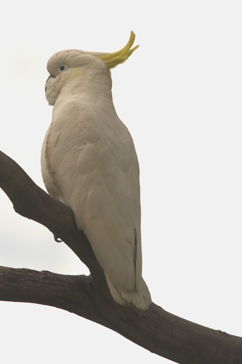 Sulphur-crested Cockatoo - Alfons  Lawen