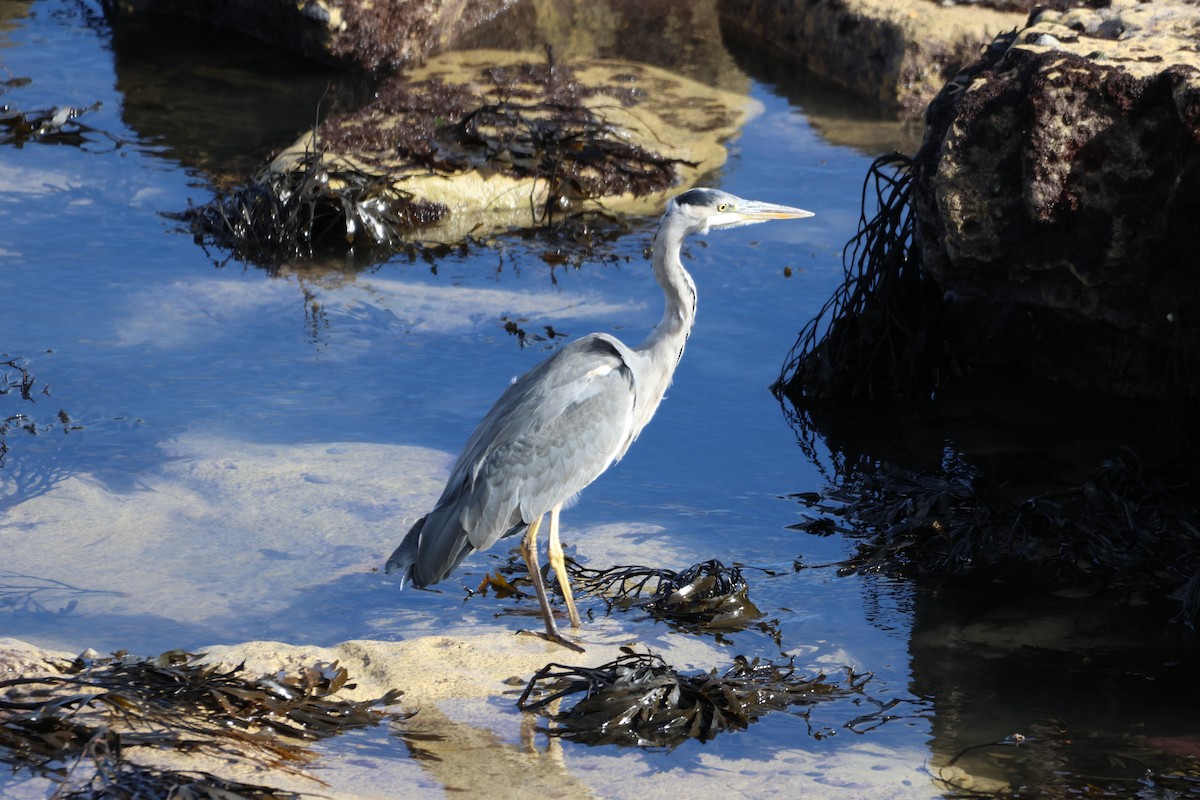 Gray Heron - ML489924741