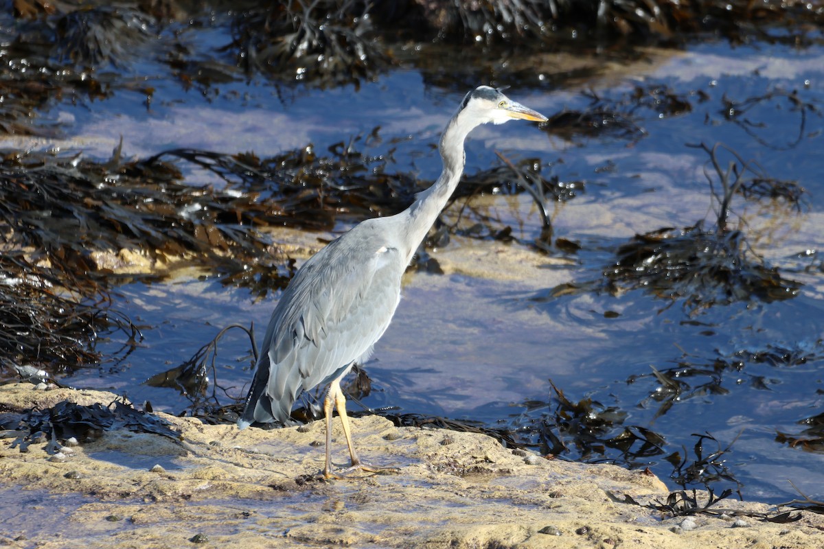 Gray Heron - Gareth Bowes