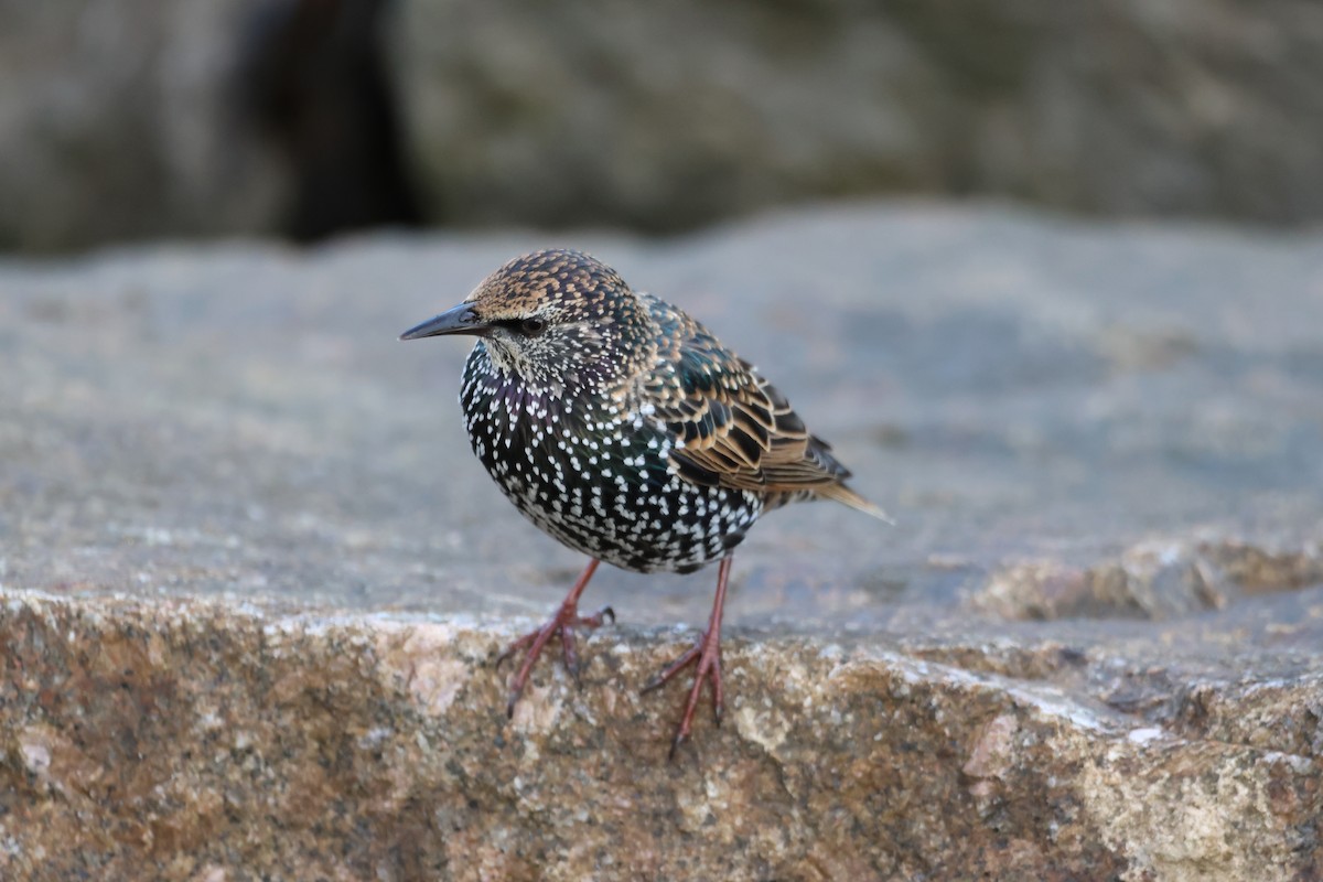 European Starling - ML489924981