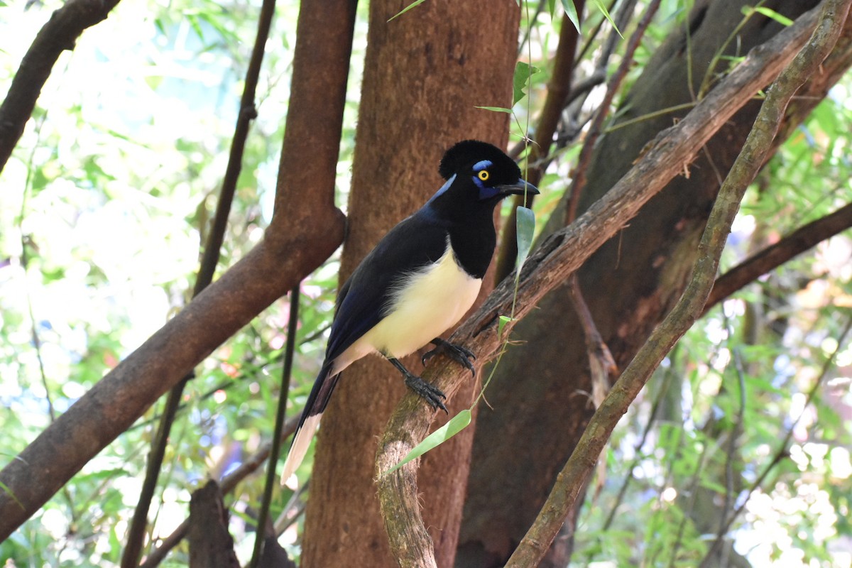 Kappenblaurabe - ML489925751