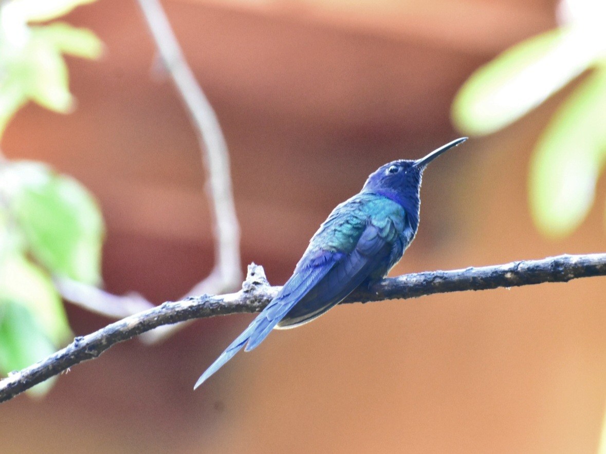 Gabelschwanzkolibri - ML489926531