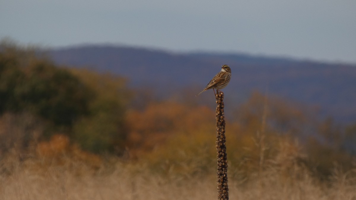 גיבתונית ערבות - ML489928321