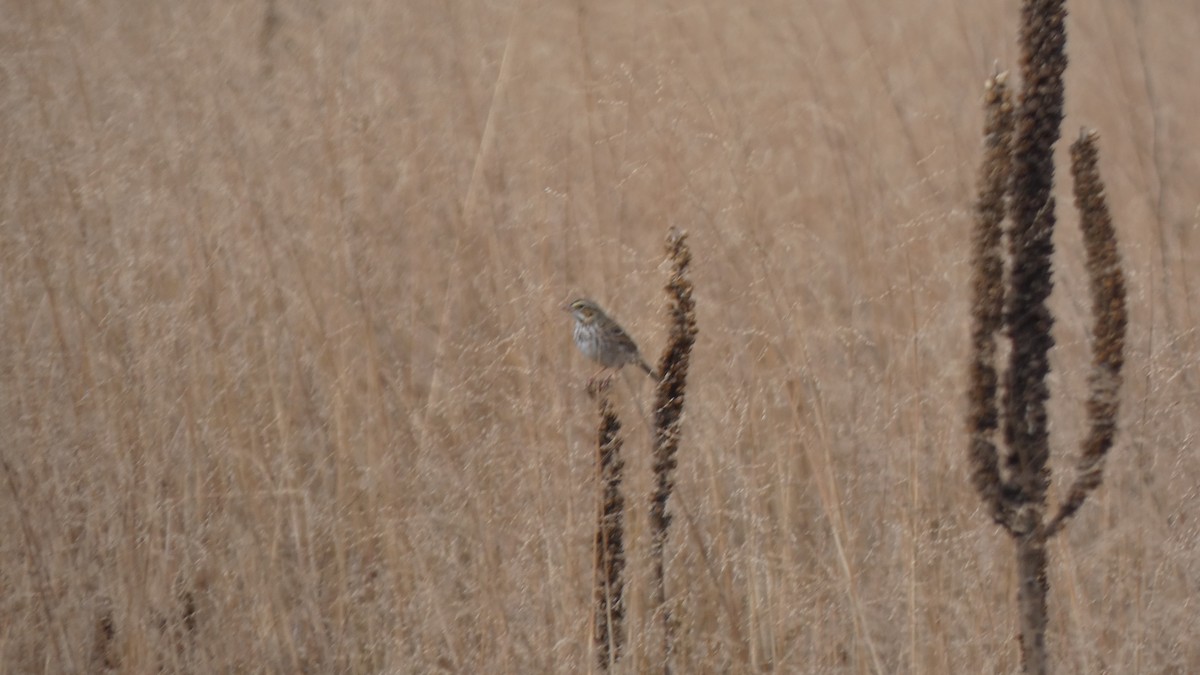 גיבתונית ערבות - ML489928331
