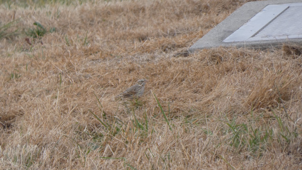 Savannah Sparrow (Ipswich) - ML489928671