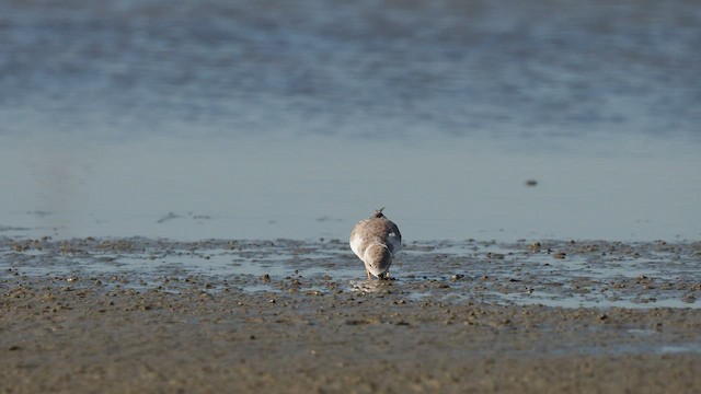 Piping Plover - ML489928711