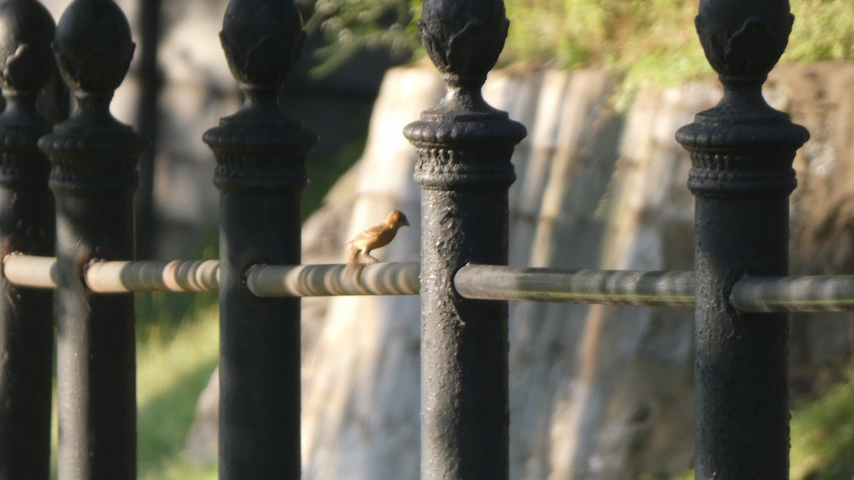 גבתאי כחול - ML489929621