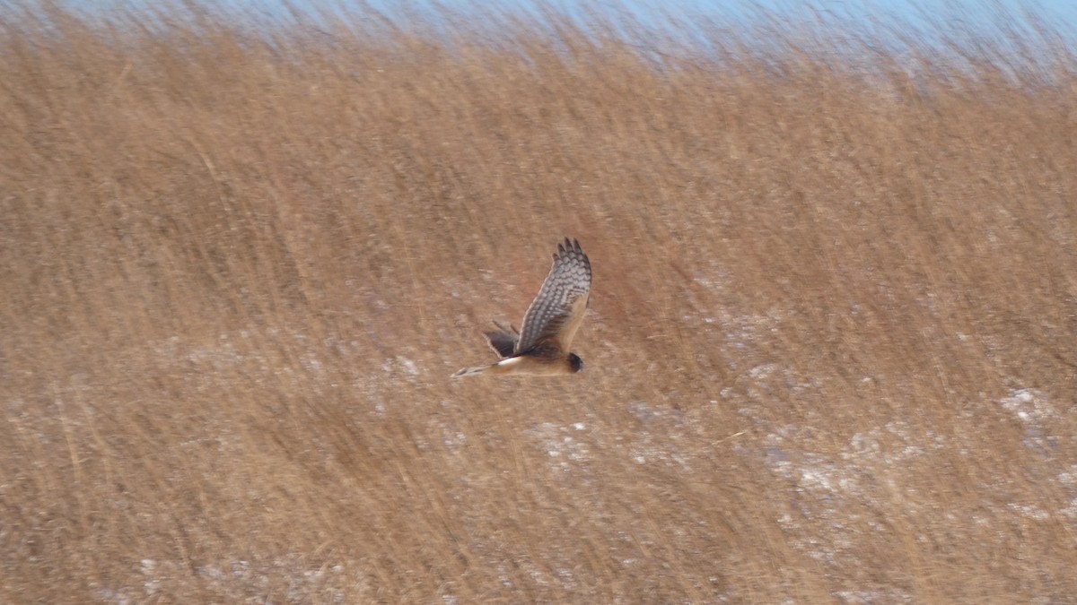 זרון אמריקני - ML489929701