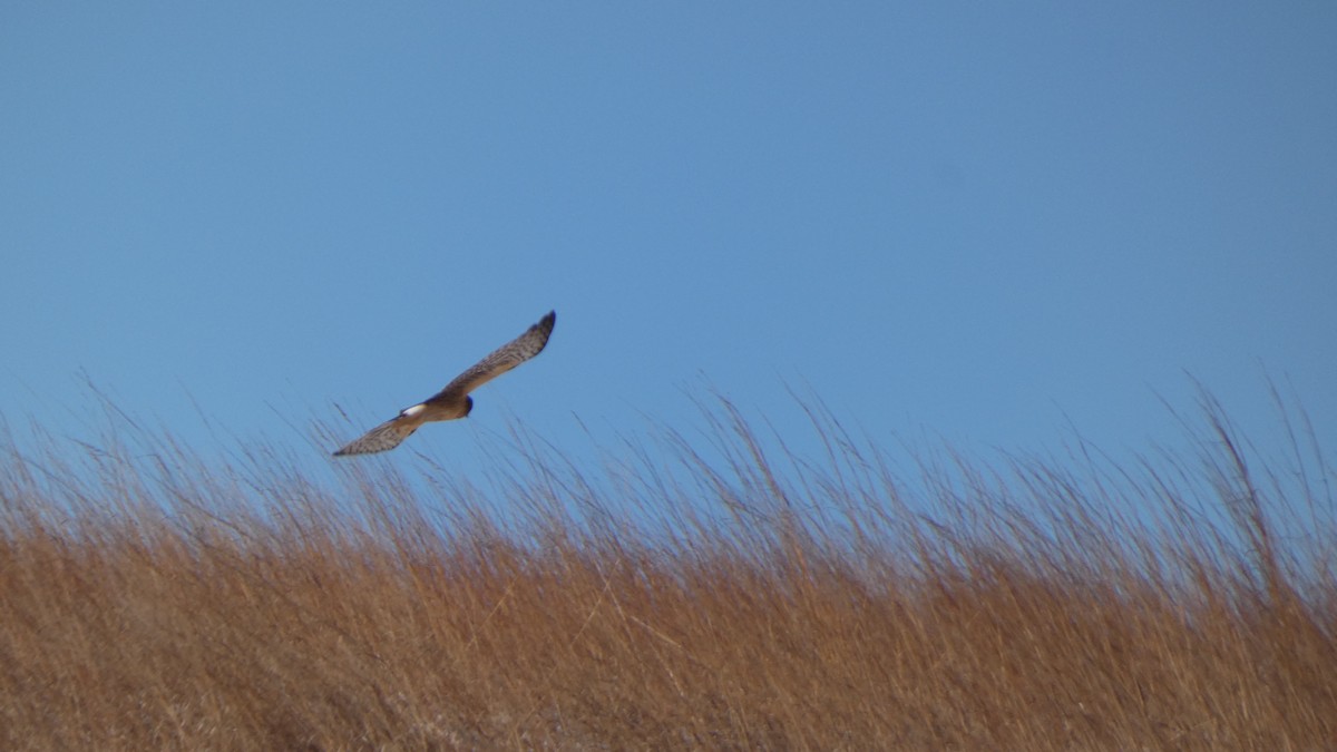 זרון אמריקני - ML489929711
