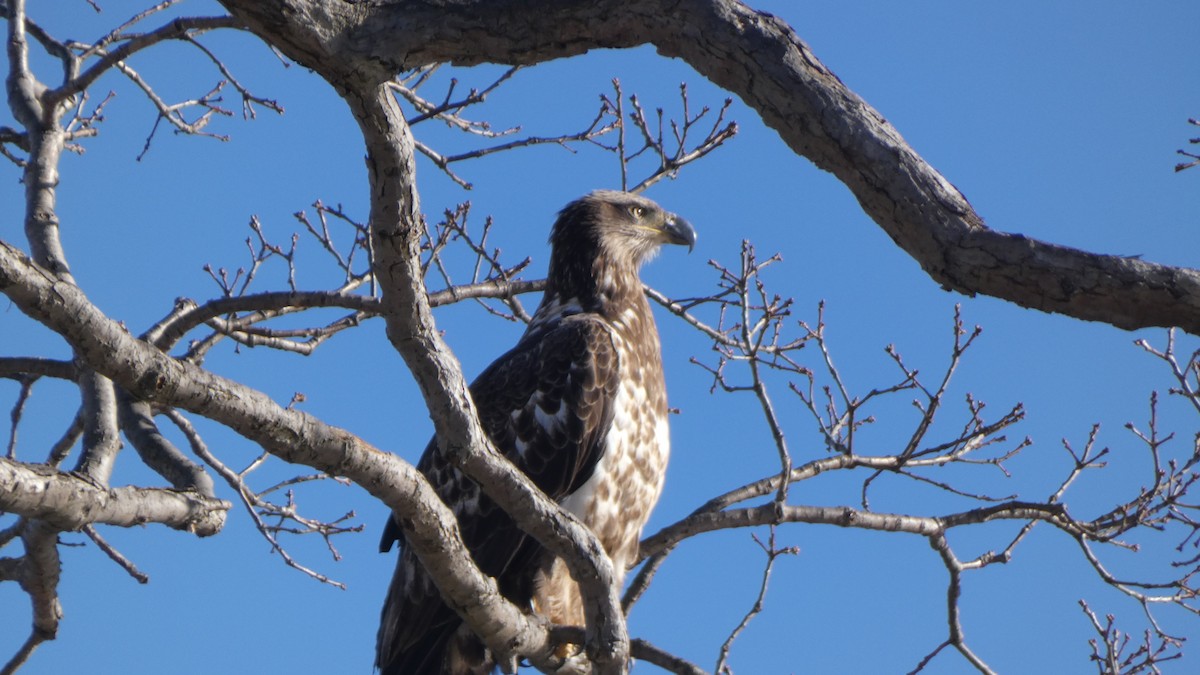 עיטם לבן-ראש - ML489930181