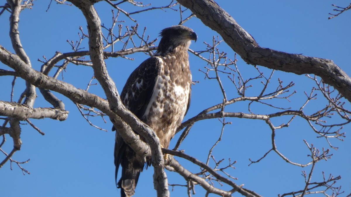עיטם לבן-ראש - ML489930191