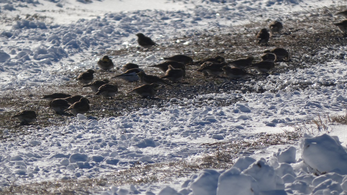 צחיחנית חרמון - ML489931161