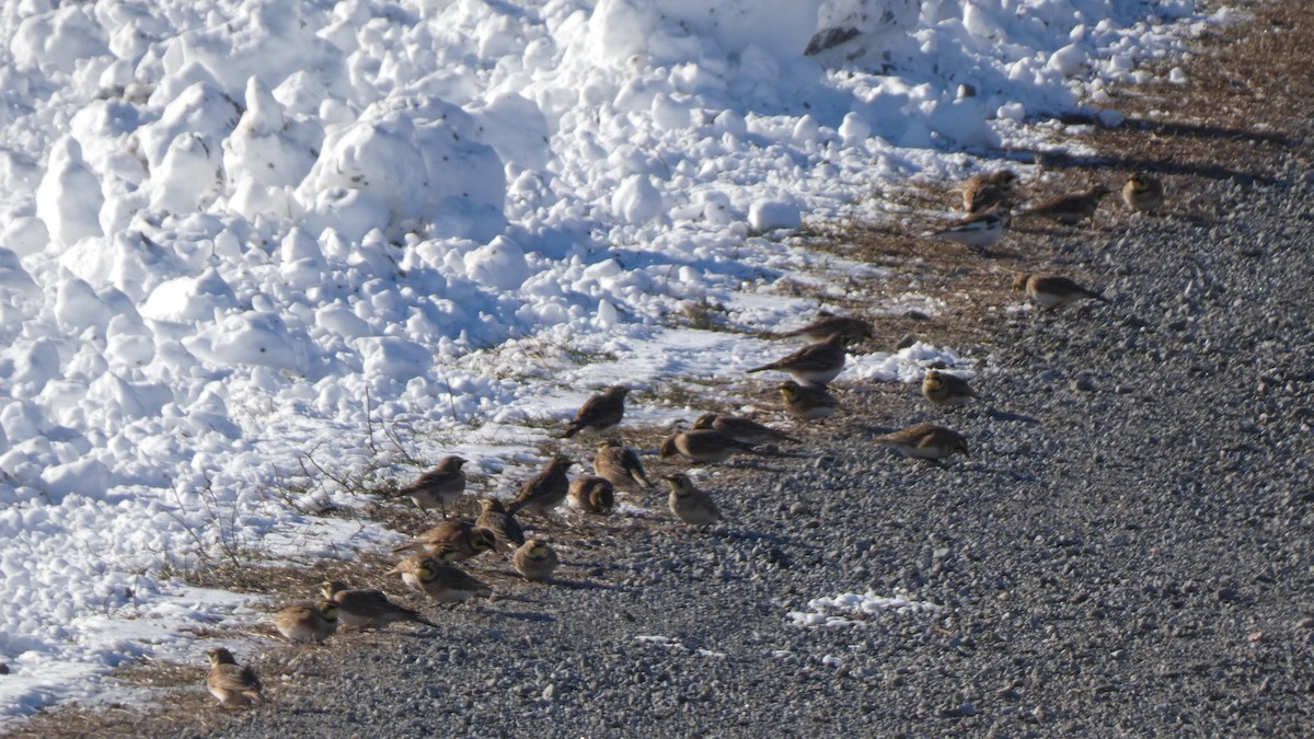 צחיחנית חרמון - ML489931171