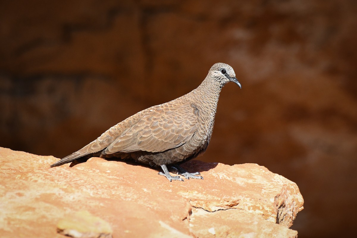 White-quilled Rock-Pigeon - ML489932201