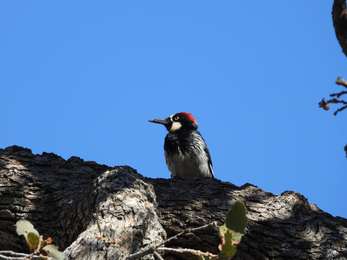 Acorn Woodpecker - Sandra Bak