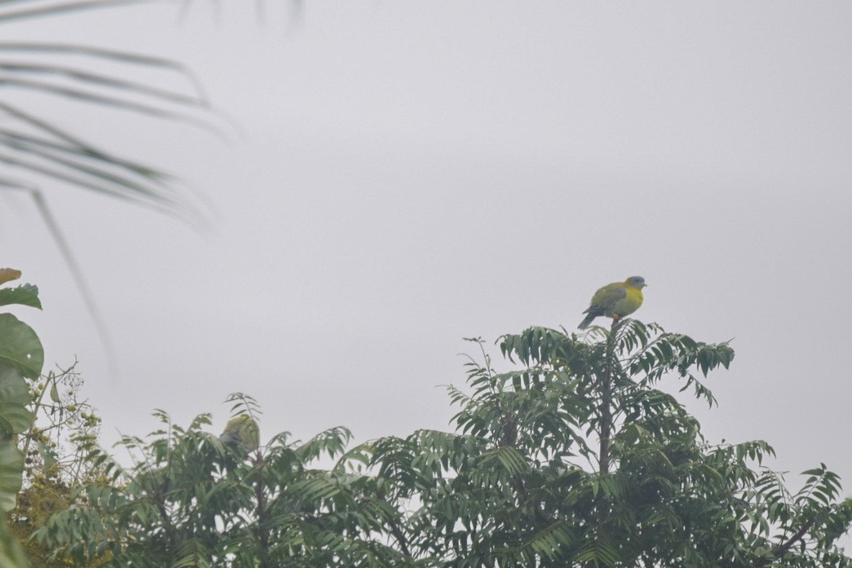 Yellow-footed Green-Pigeon - ML489934101