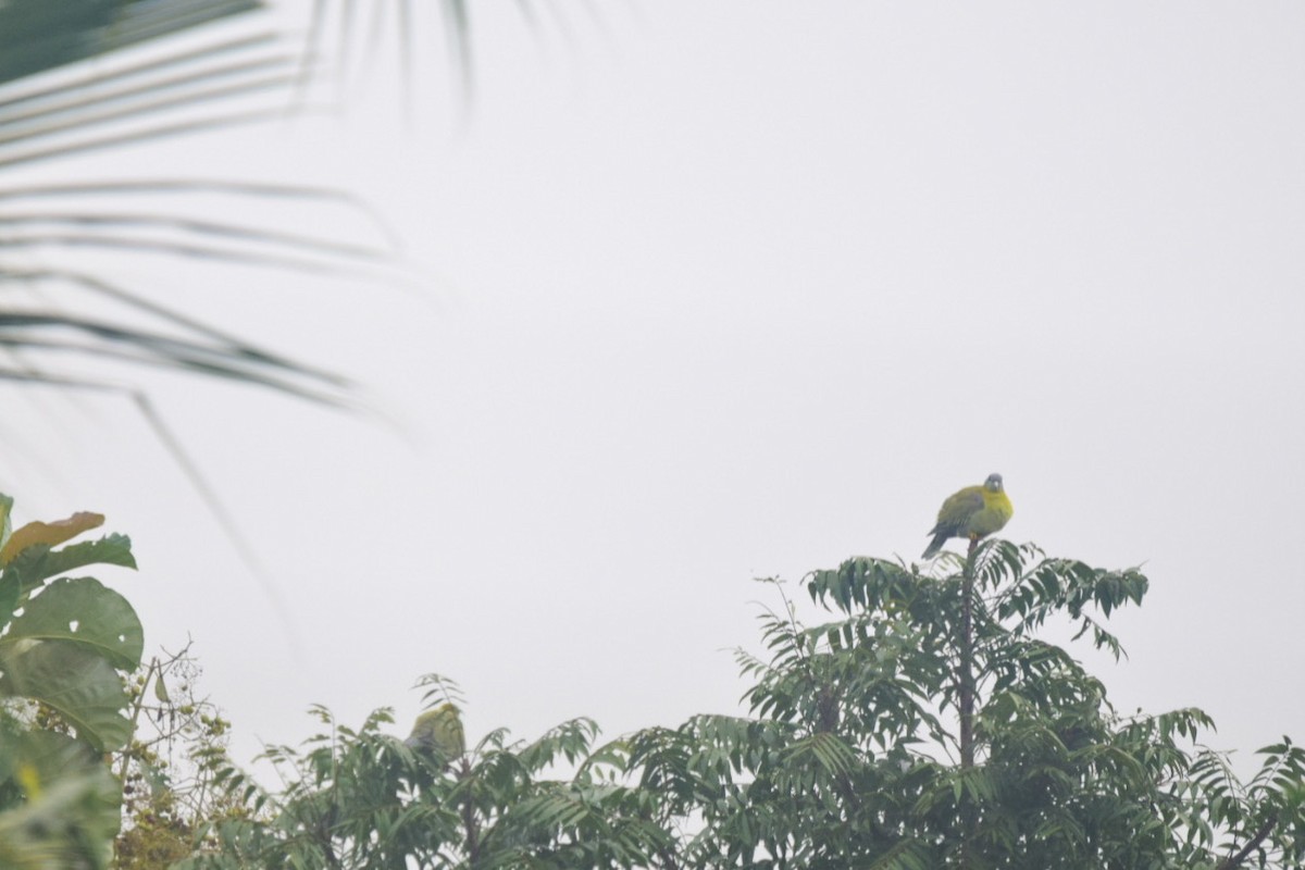 Yellow-footed Green-Pigeon - ML489934111
