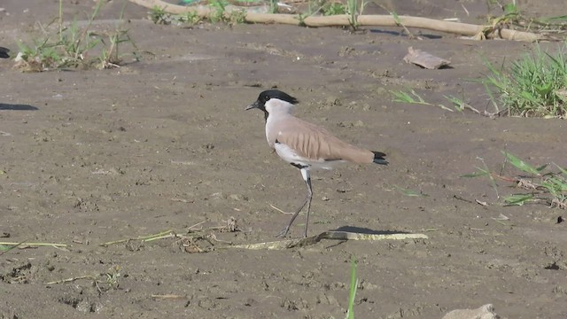 River Lapwing - ML489935781