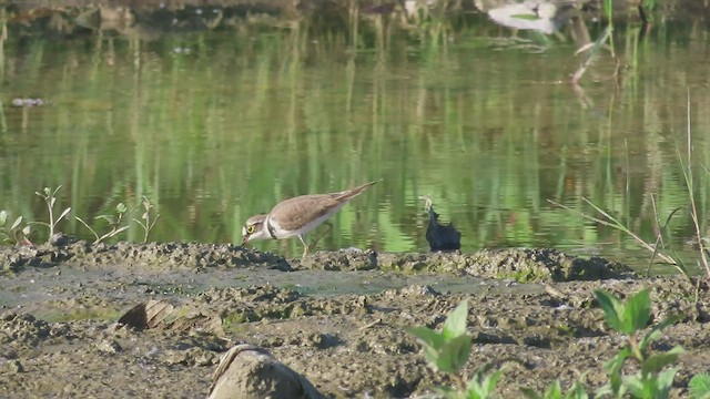 Little Ringed Plover - ML489935851