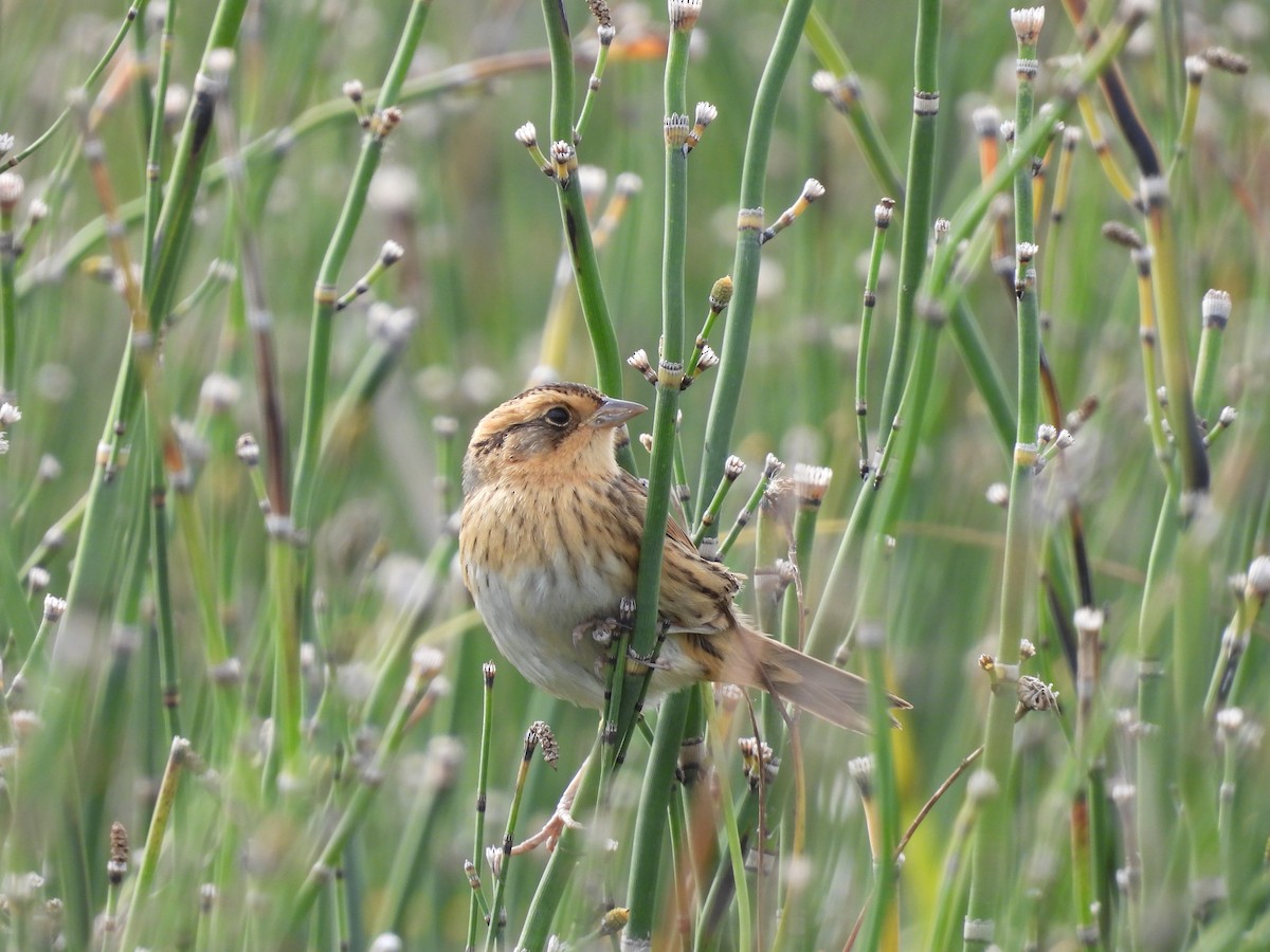 Nelson's Sparrow - ML489935961
