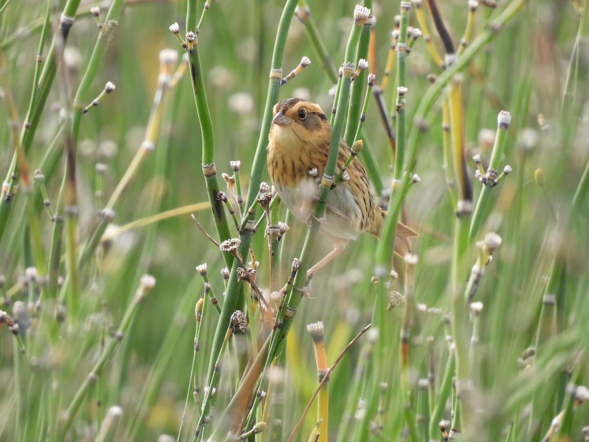Nelson's Sparrow - ML489936011