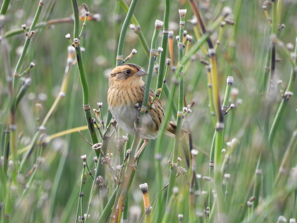 Nelson's Sparrow - ML489936031