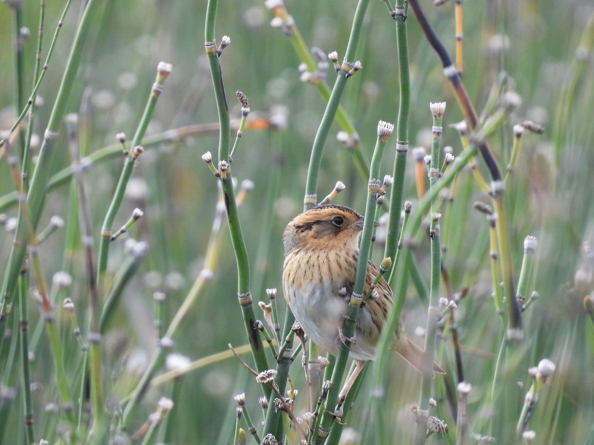 Nelson's Sparrow - ML489936041