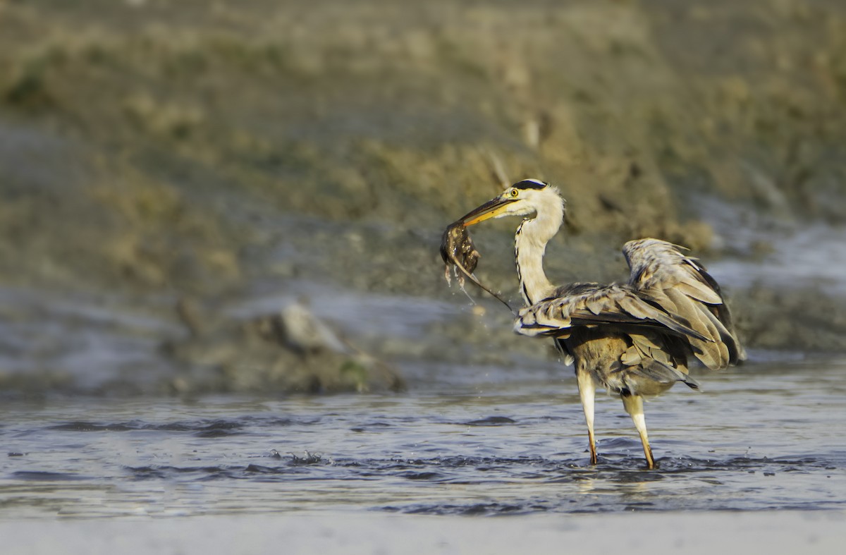 Gray Heron - ML489936351