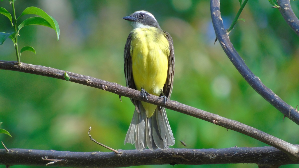 Social Flycatcher - ML489936811