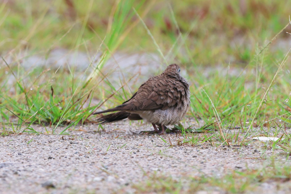 Zebra Dove - ML489938441