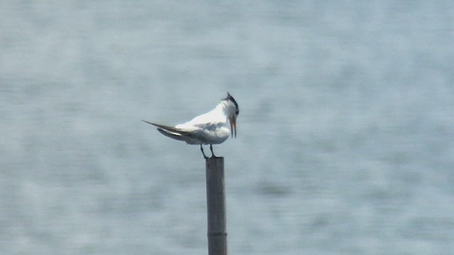 Chinese Crested Tern - ML489938611