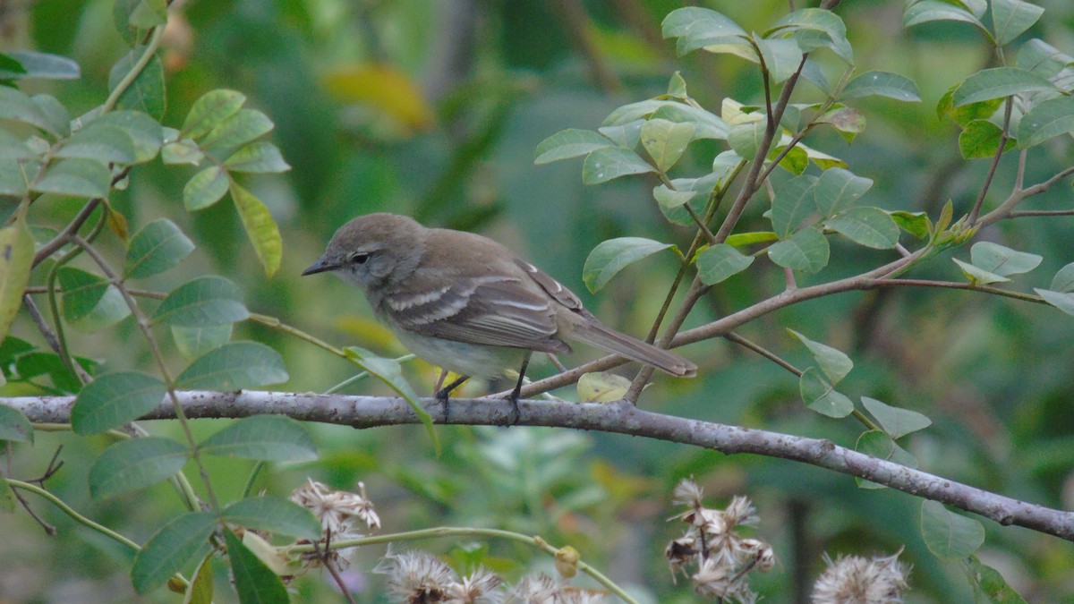 Southern Mouse-colored Tyrannulet - ML489938721