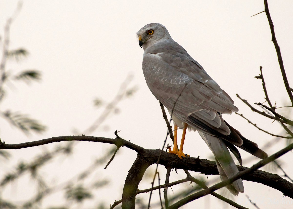 Pallid Harrier - Ashok Mashru