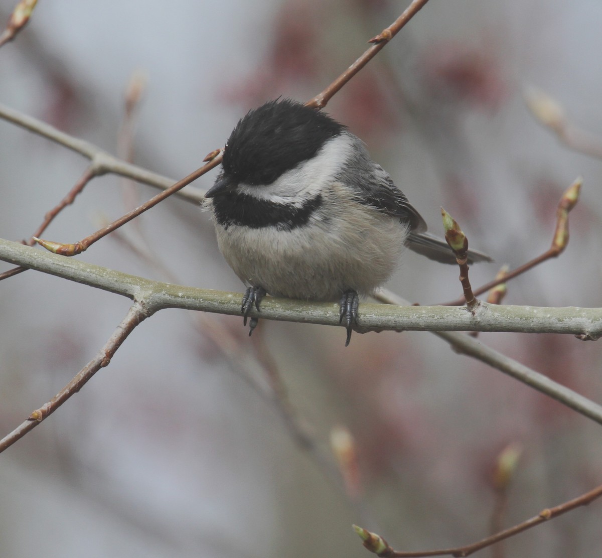 Black-capped Chickadee - ML489939011