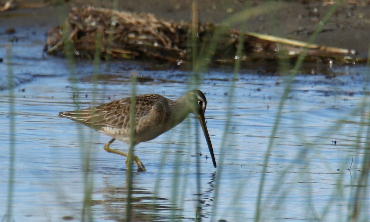 Long-billed Dowitcher - ML489939031