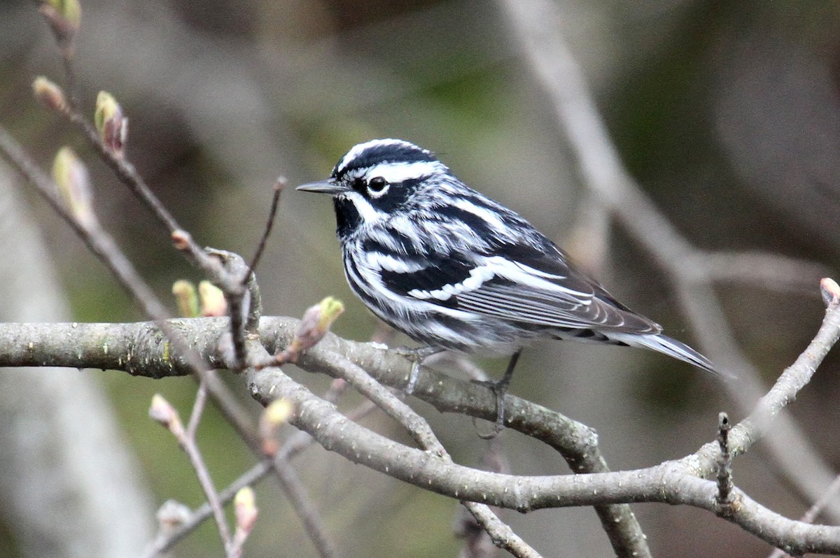 Black-and-white Warbler - ML489939101