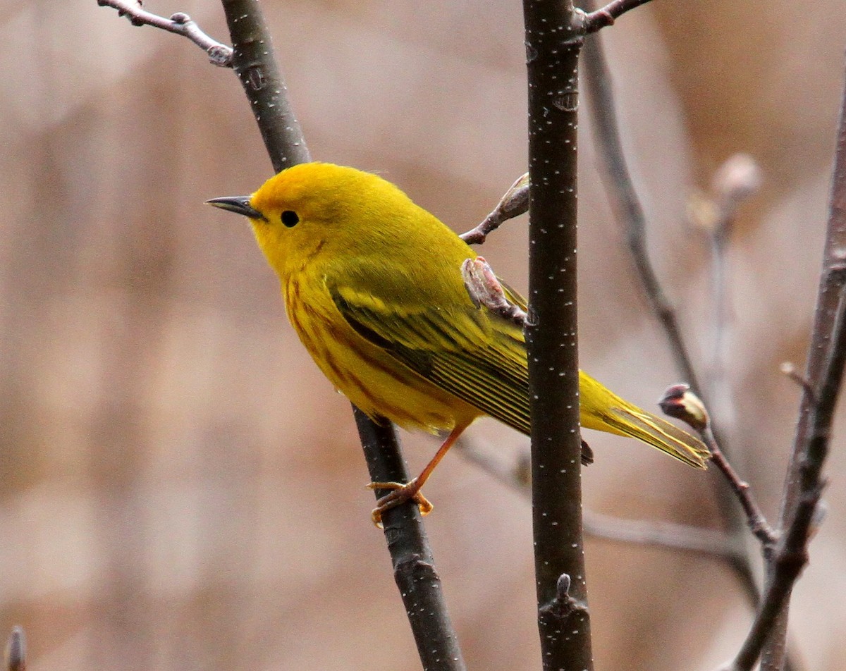 Yellow Warbler - ML489939121