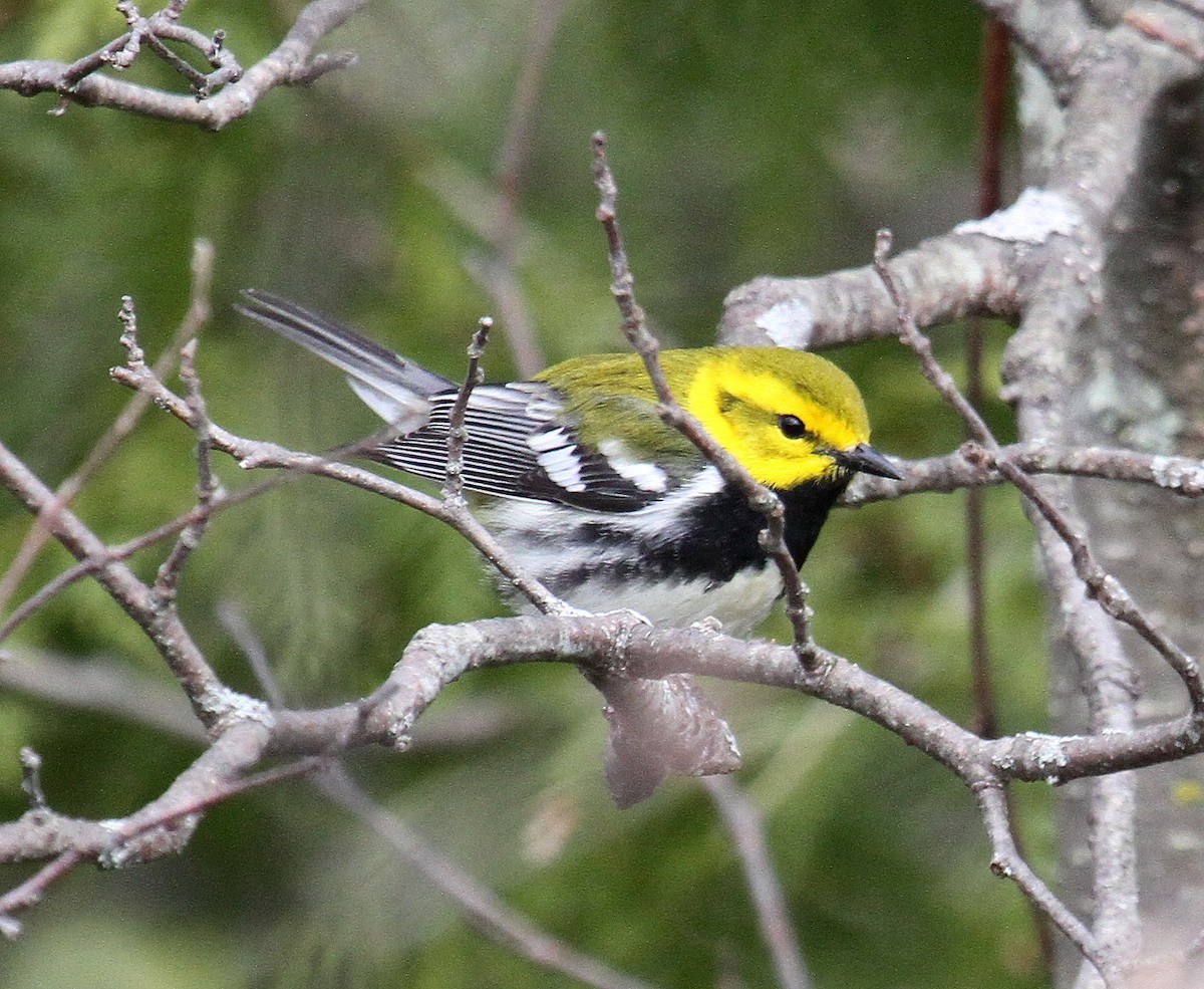 Black-throated Green Warbler - ML489939531