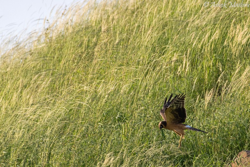 Montagu's Harrier - Ashok Mashru