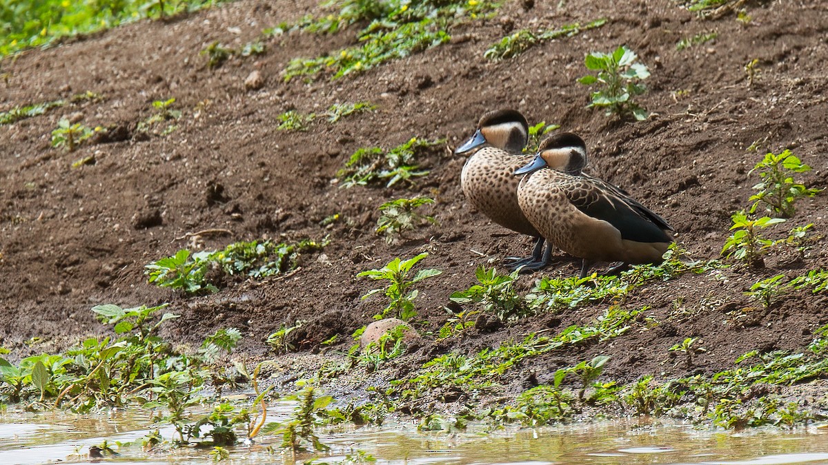 Blue-billed Teal - ML489940861