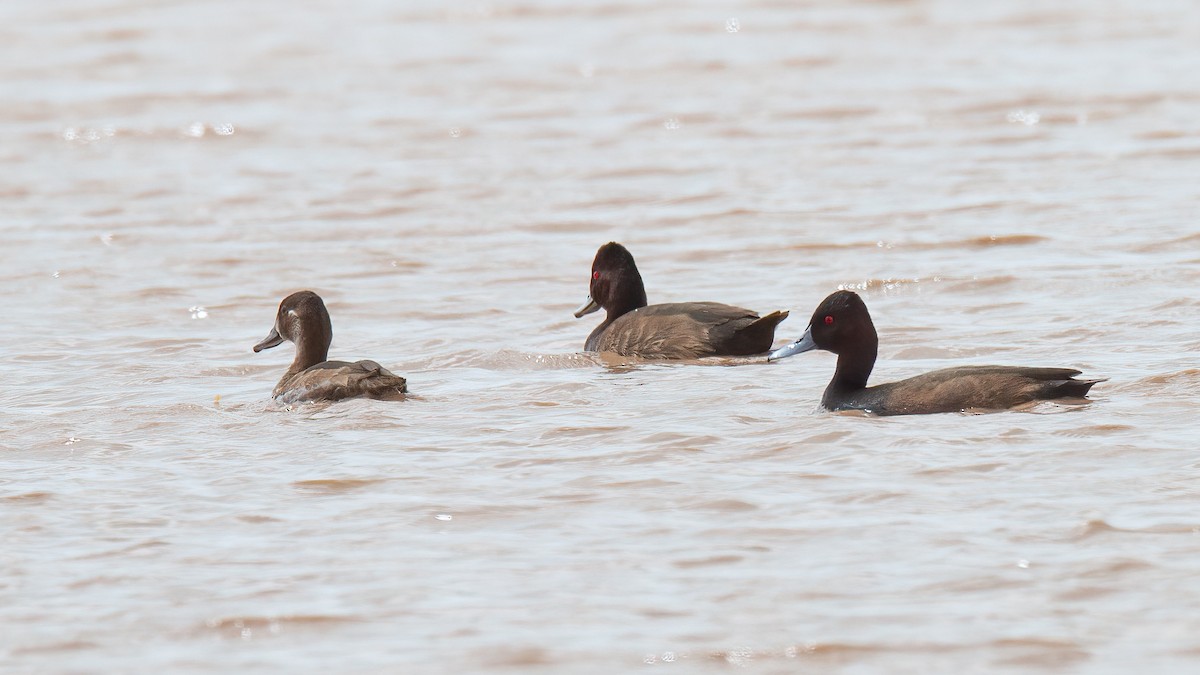 Southern Pochard - ML489940931