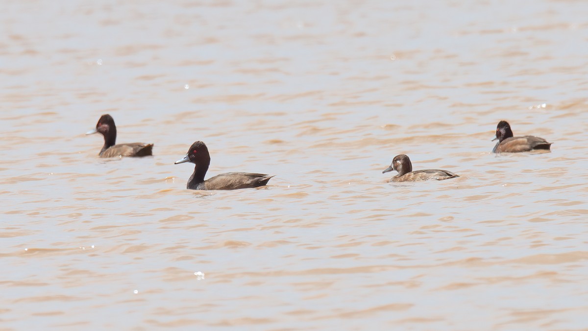 Southern Pochard - Robert Tizard