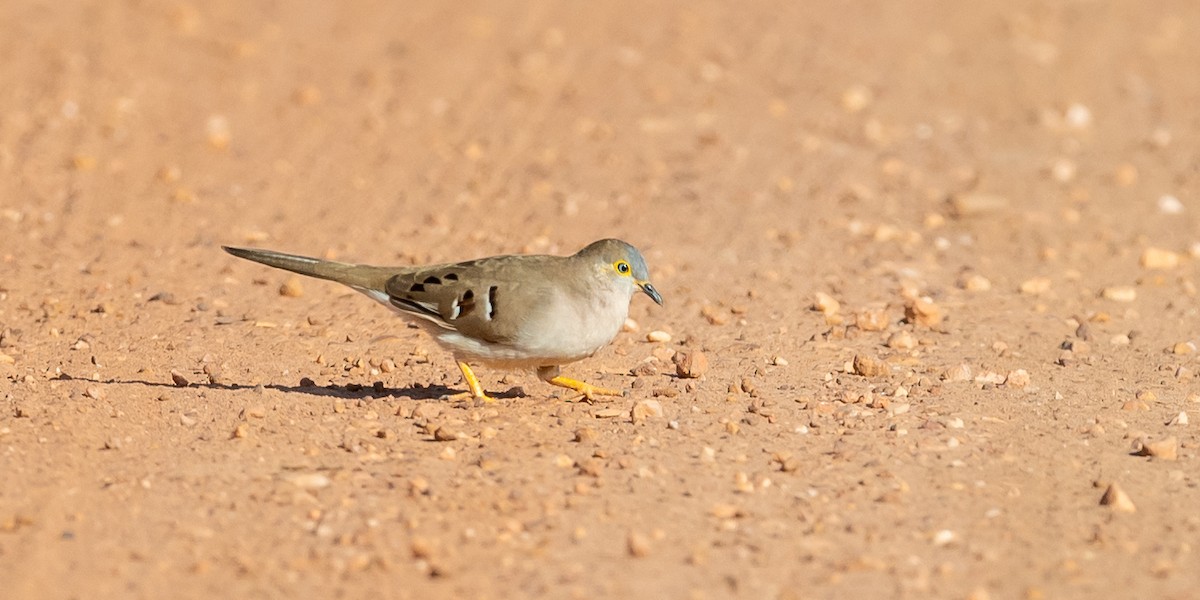 Long-tailed Ground Dove - ML489944801